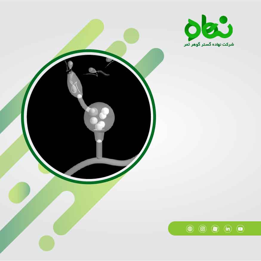 Oomycota (Downy Mildew, Whit rust, Pythium and Phytophthora spp) and different with other fungi
